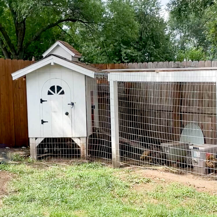 Finished backyard, low cost DIY chicken coop.
